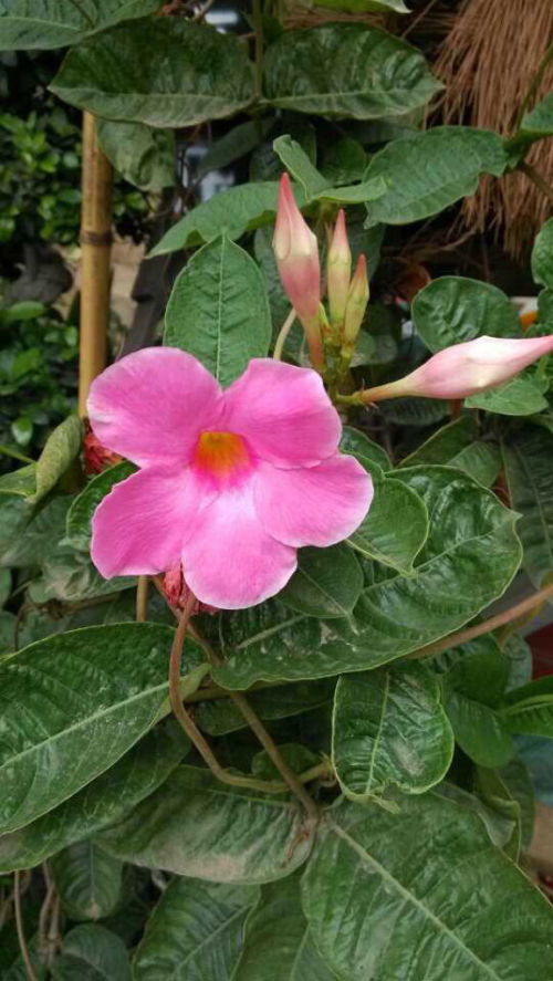 牵牛花藤：营养成分与药用价值探究