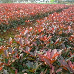 种植基地， 源头工厂，品质有保障