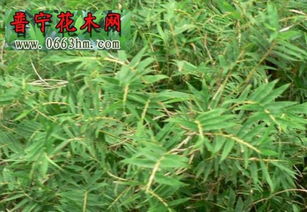 竹竿刺激术，你听说过吗？