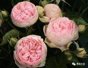 其他月季品种介绍