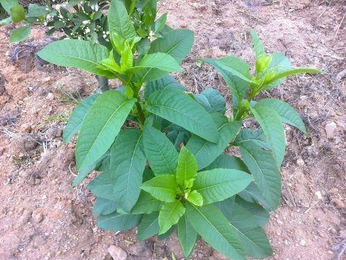 种植九月开花的药材，你准备好了吗？