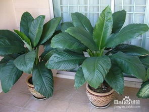 绿巨人盆栽种植小窍门