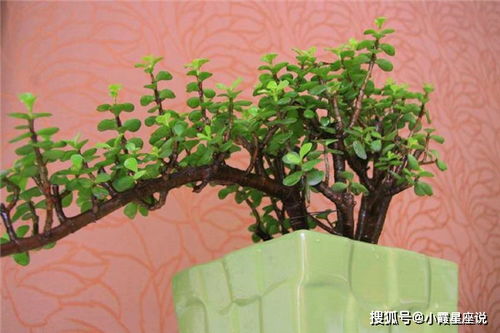 金枝玉叶代生肖兔，性格温顺
