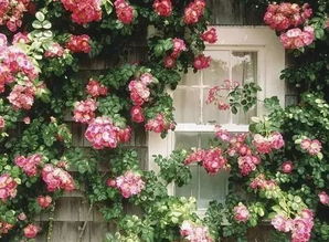 那些花儿， 那些事