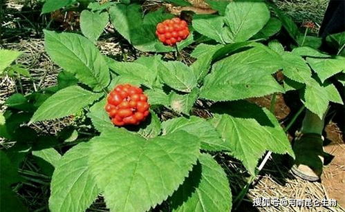 月季叶子发黄易掉落，施什么肥料能改善并防止掉落