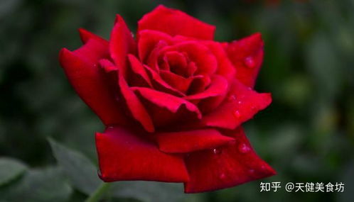 想种玫瑰花？这份玫瑰花种植方法全过程