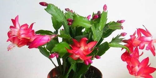 白醋的奇妙作用