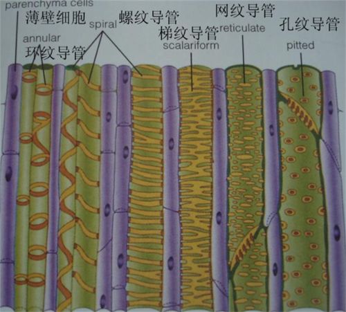 筛管运输有机物，导管运输水和无机盐