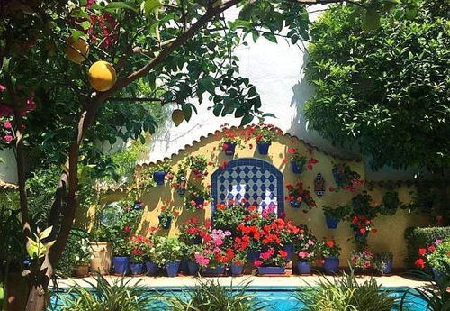 屋顶树、白兰树，有啥讲究？