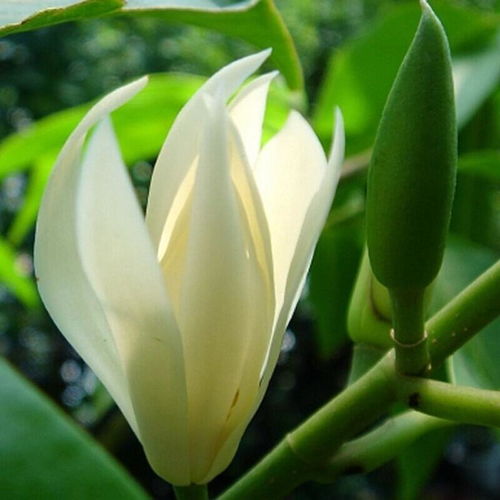 白玉兰与白兰花，二者虽名同