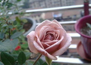 月季牙签苗养护攻略：如何避免根部腐烂，让花儿茁壮成长？