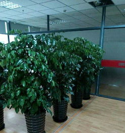 花卉租摆设计效果图， 挑选绿化的花卉秘籍