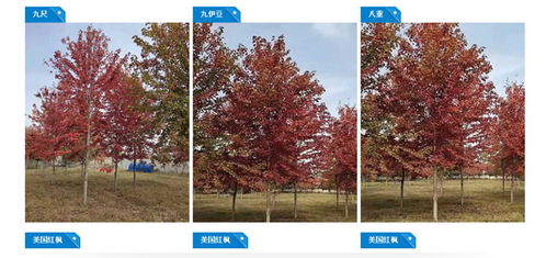 小叶女贞造型树与风景树的价值