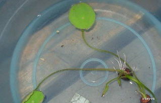 碗莲种植密度揭秘：一盆Neng种多少粒种子？