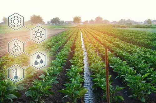 靖远三滩乡试种茭白，探索农业新路径