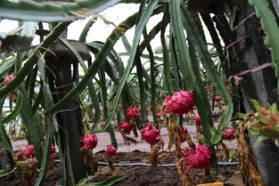 北方种植火龙果，需关注温度、土壤、肥水、修剪等关键因素