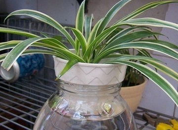 吊兰插枝， 选对枝条是关键