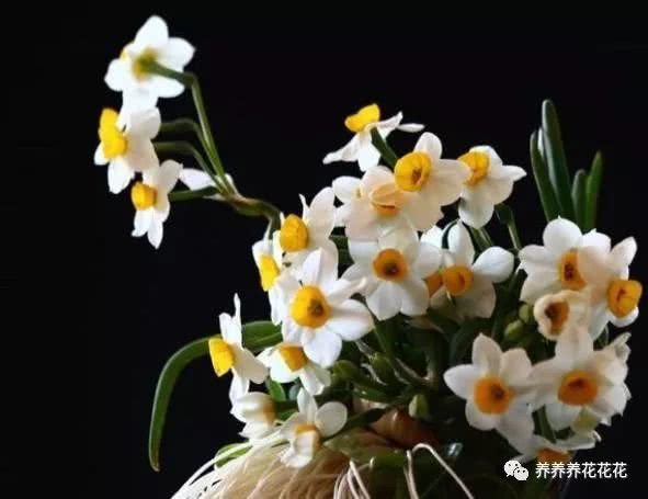 水培水仙花开完花后如何处理，以及水养水仙花的技巧有哪些