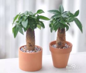 花花草草， 其实者阝是大自然的馈赠