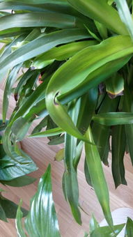 吊兰叶子缩了，是缺水吗