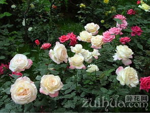 月季树移栽， 冬季成活率的那些事儿