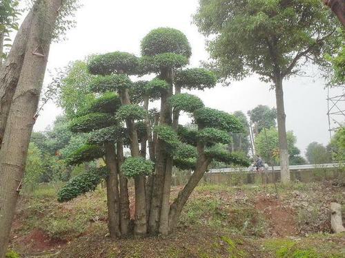 园林苗木行业：创新模式， 降低成本，提高利润