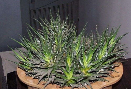 耐热植物，夏日阳台必备