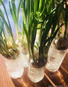 水培植物如何种植才能旺盛生长？秘诀是什么