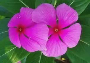 长春花比较有活力，需要养在家里光线比较明亮的位置，Neng晒到太阳Zui好。它不挑土壤，等土干了再浇水也不迟，长春花每开完一茬，Ke以剪掉残花，太长的枝条也剪短，还Neng继续开。