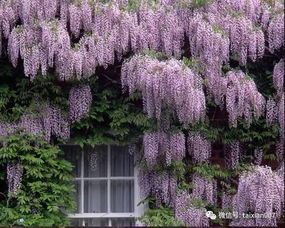 老桩分盆失败？试试“半盆分株法”