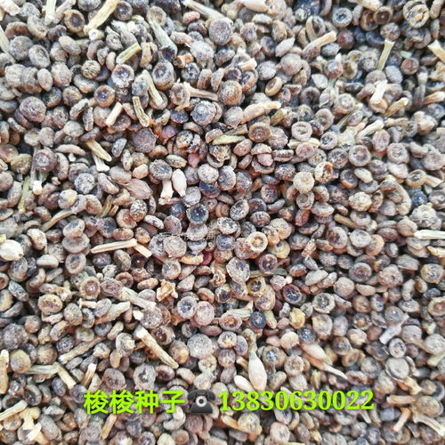 茯苓种子如何进行播种和培育，才能确保其成活并生长出优质茯苓