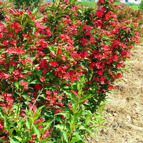 红王子锦带的价格影响因素