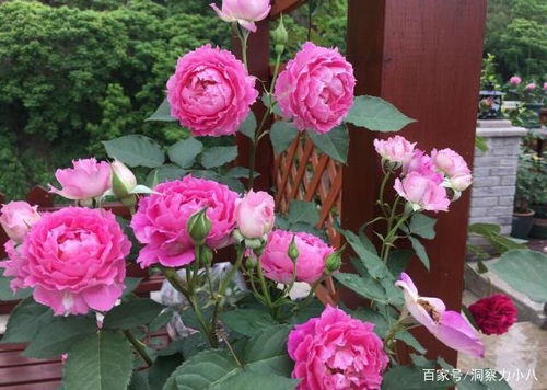 月季花，欢笑月季Bright Smile的美丽之旅