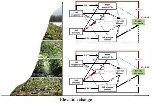 邻居王叔的院子：从枯枝到椰子林