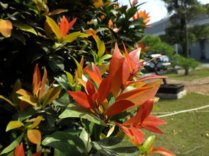 红车木：沉稳内敛的“深绿色守护者”