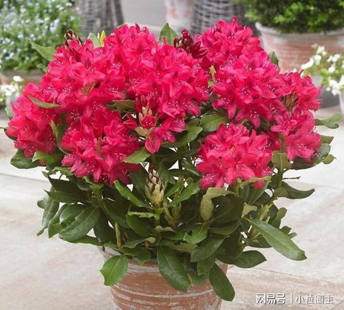 水肥管理， 杜鹃花儿生长的保障