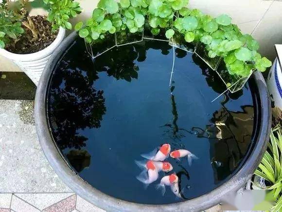 水芙蓉养殖，从选址到管理