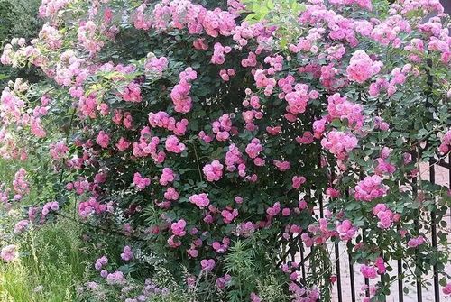 冬天的野蔷薇，落叶还是开花？