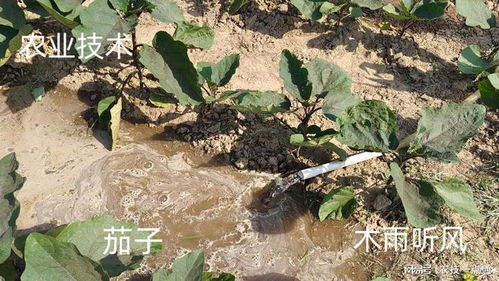 “种植茄子时使用什么肥料最适合提高产量和品质