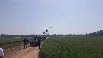 小麦喷药，时机hen重要！