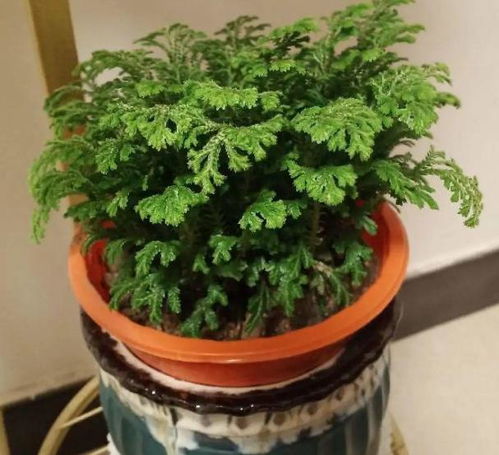 山东的天气挑战：地狱模式这个？