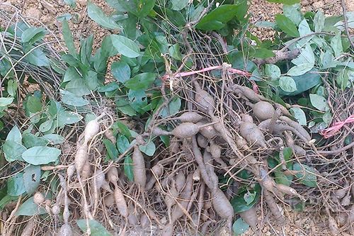 补救方案三：室内盆栽