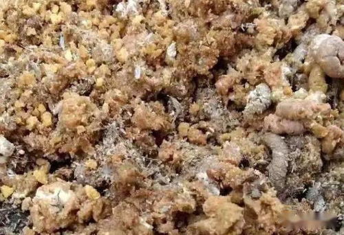 霉玉米是否只发霉的玉米才含有霉菌毒素？