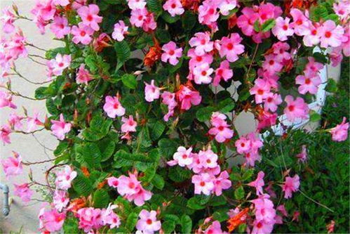 双喜藤修剪技巧学习