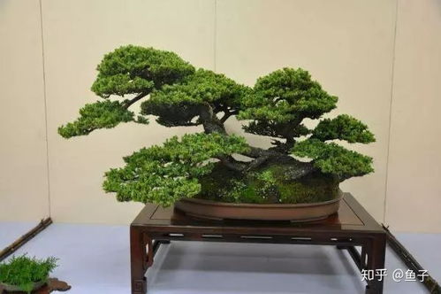 龙柏盆景修剪，塑造艺术之美