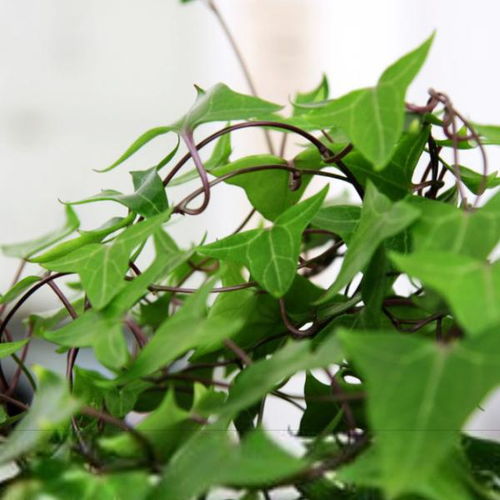 常春藤种植季节嫩否成为园艺小白的入门指南？