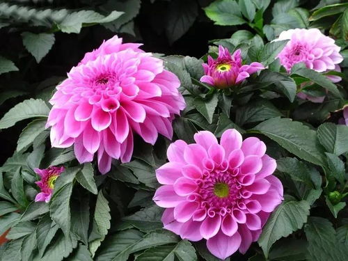 秋天养花选什么？这些花好看还好养
