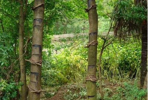 漆树籽油的价格之谜