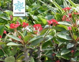 刺梅怕不怕晒呢？