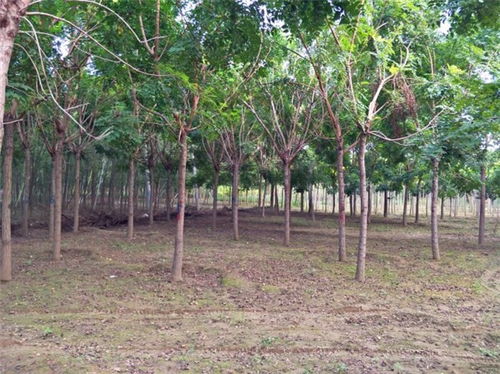 栾树：红叶黄花，四季分明